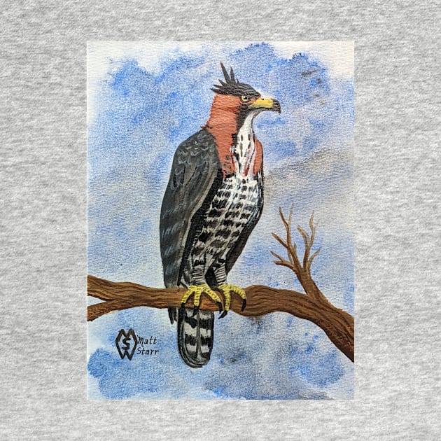 Ornate hawk-eagle perched in the tree hunting for prey by Matt Starr Fine Art